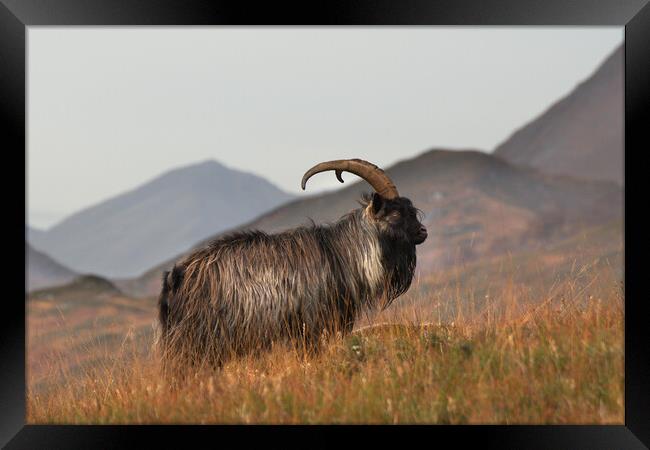 Feral Goat Framed Print by Macrae Images