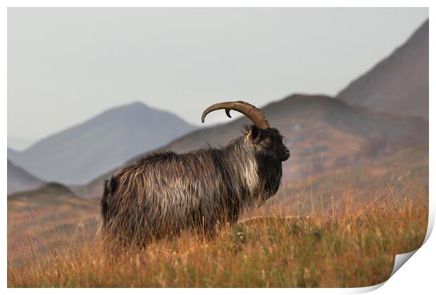 Feral Goat Print by Macrae Images