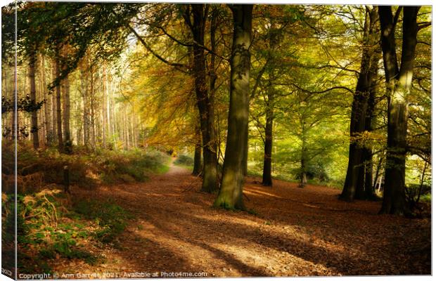 Autumn Glow Cannock Chase Canvas Print by Ann Garrett