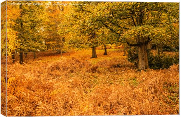 Autumn at Wollaton park Nottingham  Canvas Print by Holly Burgess