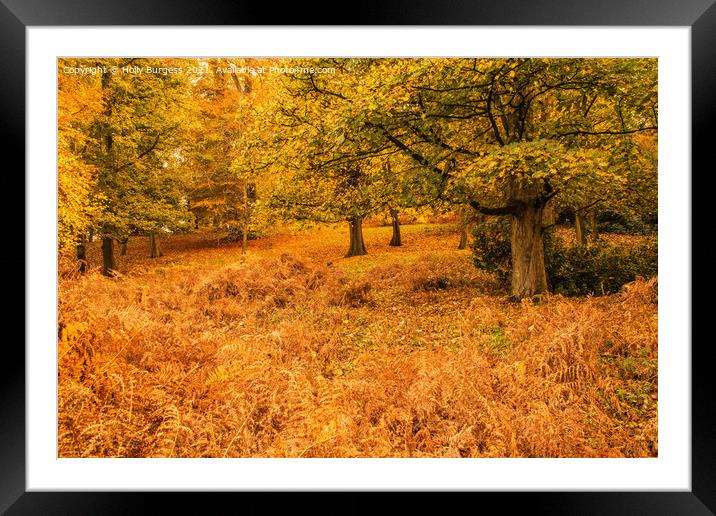 Autumn at Wollaton park Nottingham  Framed Mounted Print by Holly Burgess