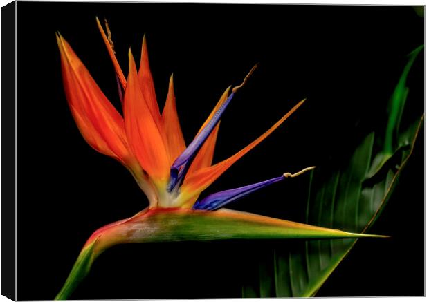 Bird of Paradise Flower Canvas Print by Kelly Bailey