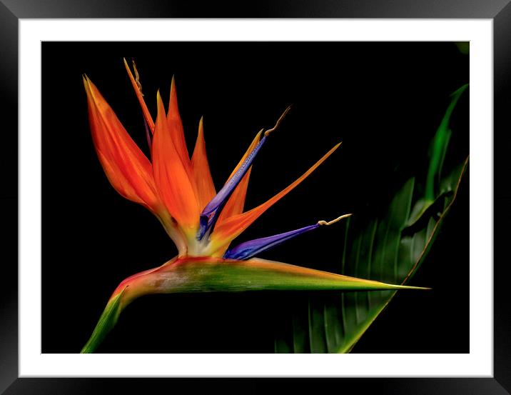 Bird of Paradise Flower Framed Mounted Print by Kelly Bailey