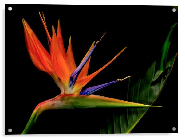 Bird of Paradise Flower Acrylic by Kelly Bailey