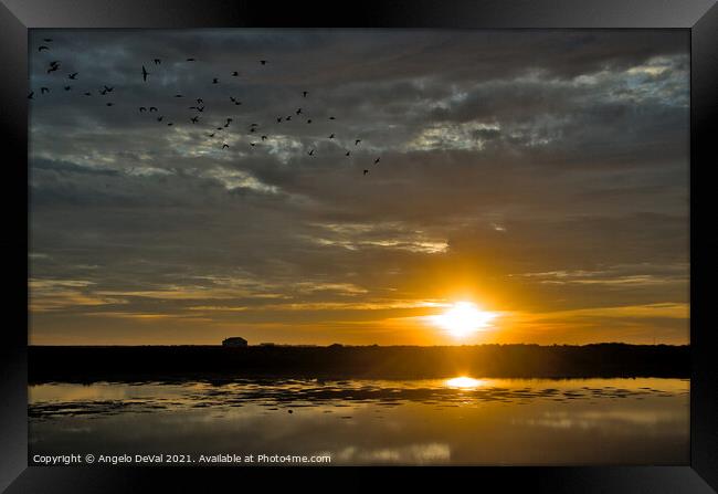 Birds Fly at Sunset in Faro Framed Print by Angelo DeVal