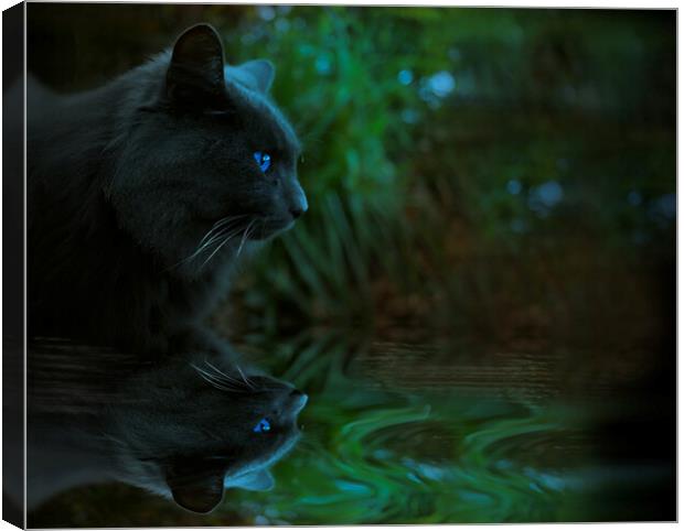 Night Cat Reflection  Canvas Print by Alison Chambers