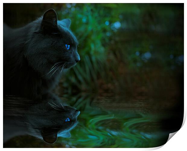 Night Cat Reflection  Print by Alison Chambers