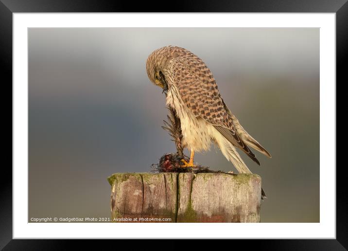 Kestrel with her prey Framed Mounted Print by GadgetGaz Photo
