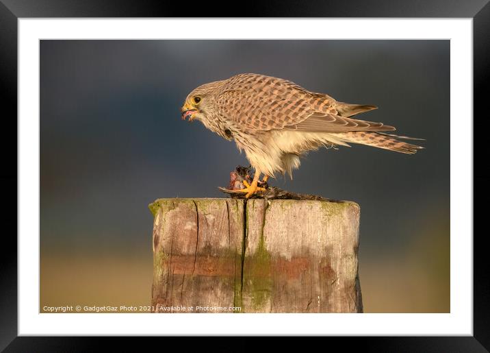 Kestrel with her prey Framed Mounted Print by GadgetGaz Photo