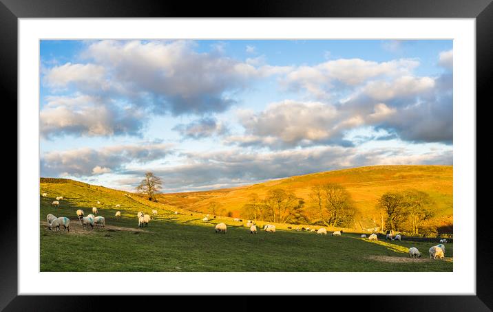 Sheep graze in front of Cheeks Hill Framed Mounted Print by Jason Wells