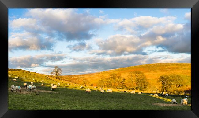 Sheep graze in front of Cheeks Hill Framed Print by Jason Wells