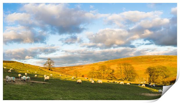 Sheep graze in front of Cheeks Hill Print by Jason Wells