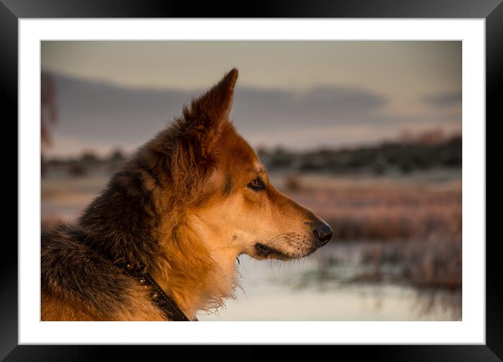 A close up of a dog and sunrise Framed Mounted Print by Elzbieta Sosnowski