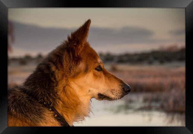 A close up of a dog and sunrise Framed Print by Elzbieta Sosnowski