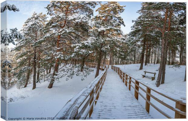 Wooden path in snowy coniferous forest Canvas Print by Maria Vonotna