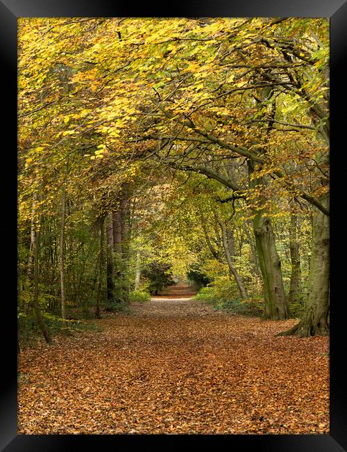 Melton woods Framed Print by Jason Thompson