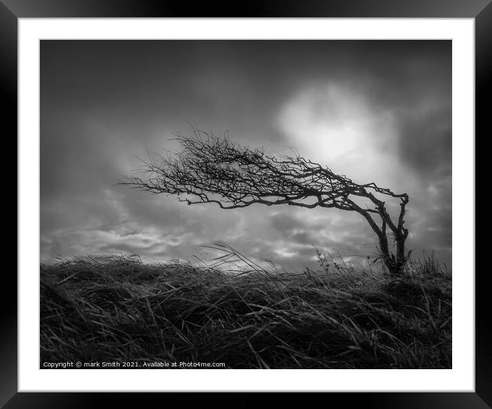 weather beaten tree Framed Mounted Print by mark Smith