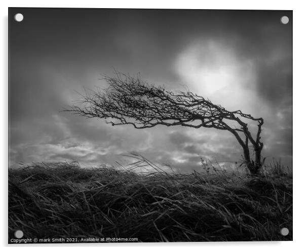 weather beaten tree Acrylic by mark Smith