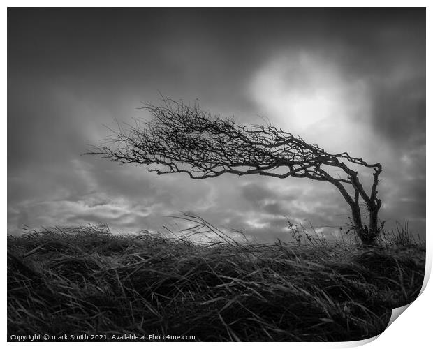 weather beaten tree Print by mark Smith