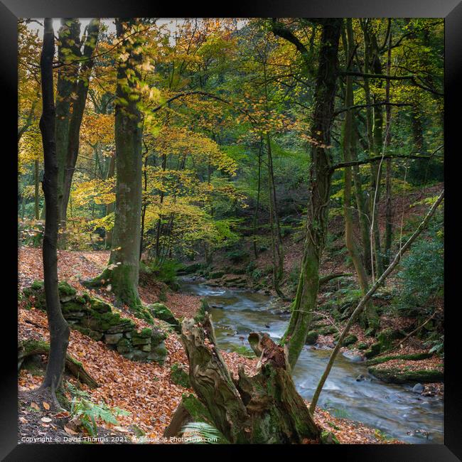 Enchanted Autumn Stream Framed Print by David Thomas