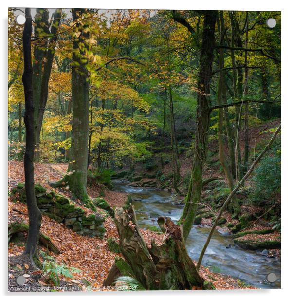 Enchanted Autumn Stream Acrylic by David Thomas