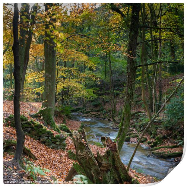 Enchanted Autumn Stream Print by David Thomas