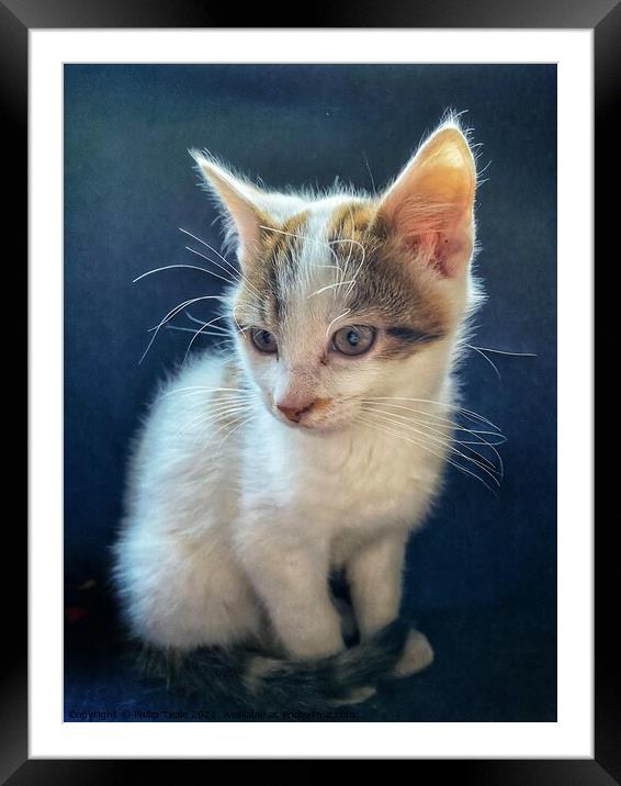 Kitten Framed Mounted Print by Philip Teale