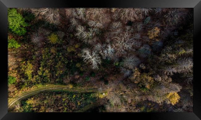 Forest from Above Framed Print by Philip Teale