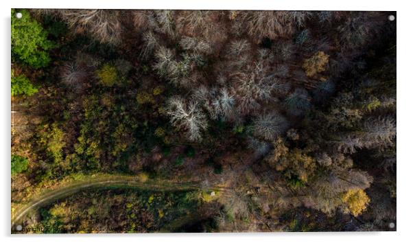 Forest from Above Acrylic by Philip Teale