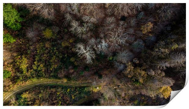 Forest from Above Print by Philip Teale