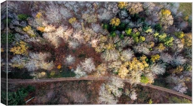Forest from Above Canvas Print by Philip Teale