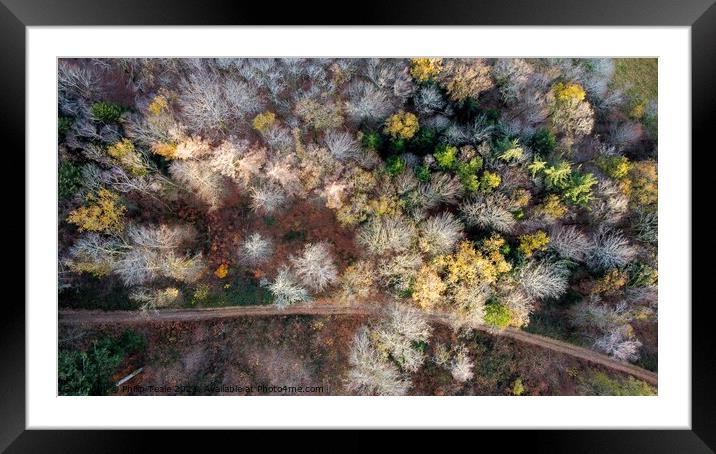Forest from Above Framed Mounted Print by Philip Teale