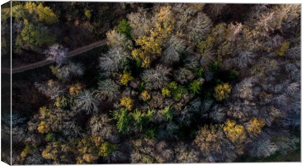 Forest from Above Canvas Print by Philip Teale