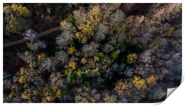 Forest from Above Print by Philip Teale