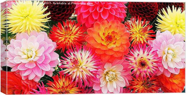 A riot of Dahlias Canvas Print by Laura Jarvis
