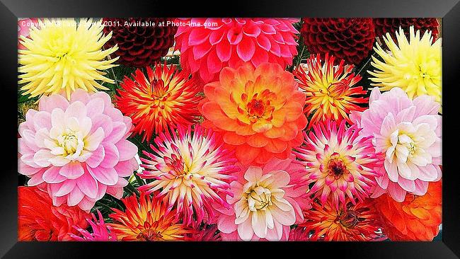 A riot of Dahlias Framed Print by Laura Jarvis
