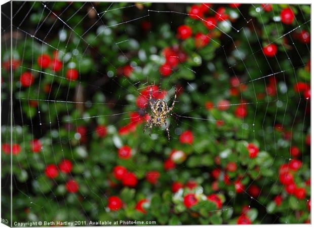 Spider berry Canvas Print by Beth Hartley