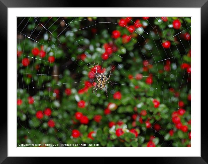 Spider berry Framed Mounted Print by Beth Hartley