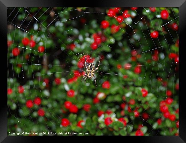 Spider berry Framed Print by Beth Hartley