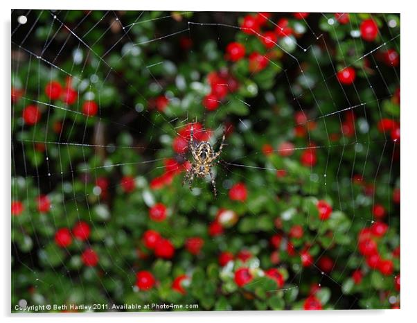 Spider berry Acrylic by Beth Hartley
