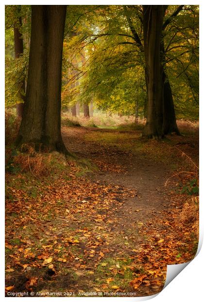 Autumn Walk Cannock Chase Print by Ann Garrett