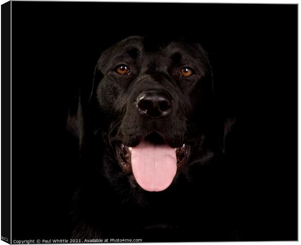 Black Happy Labrador dog Canvas Print by Paul Whittle