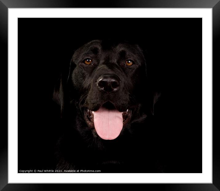 Black Happy Labrador dog Framed Mounted Print by Paul Whittle
