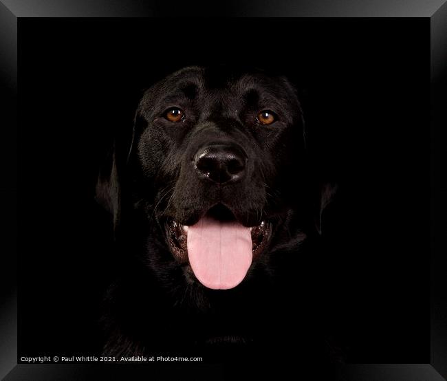 Black Happy Labrador dog Framed Print by Paul Whittle