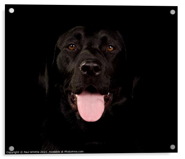 Black Happy Labrador dog Acrylic by Paul Whittle