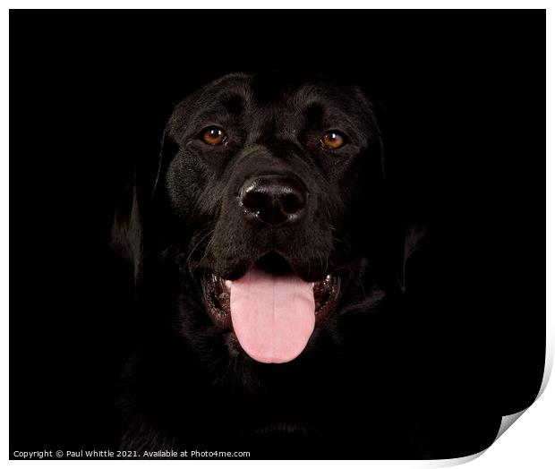 Black Happy Labrador dog Print by Paul Whittle