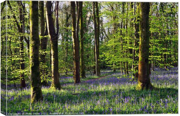Bluebell Wood in Cefn Coed. Canvas Print by Philip Veale