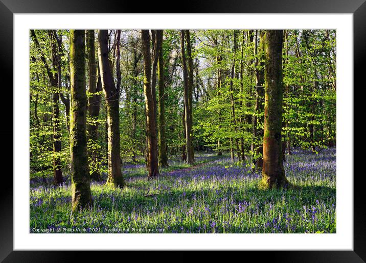 Bluebell Wood in Cefn Coed. Framed Mounted Print by Philip Veale