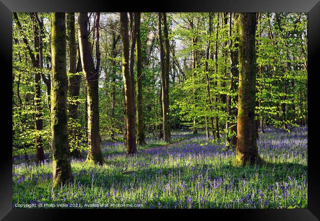 Bluebell Wood in Cefn Coed. Framed Print by Philip Veale