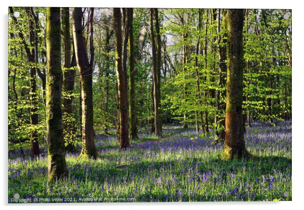 Bluebell Wood in Cefn Coed. Acrylic by Philip Veale